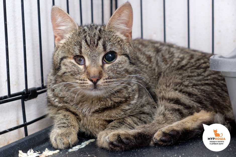 Европейская короткошерстная крысоловка