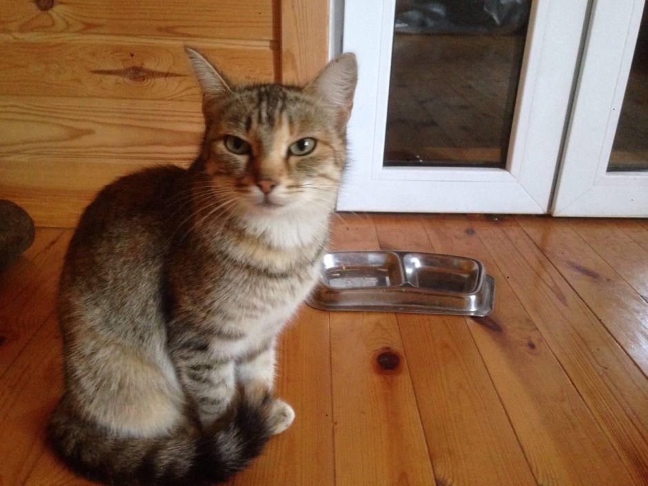 Кошка крысоловка трехцветная