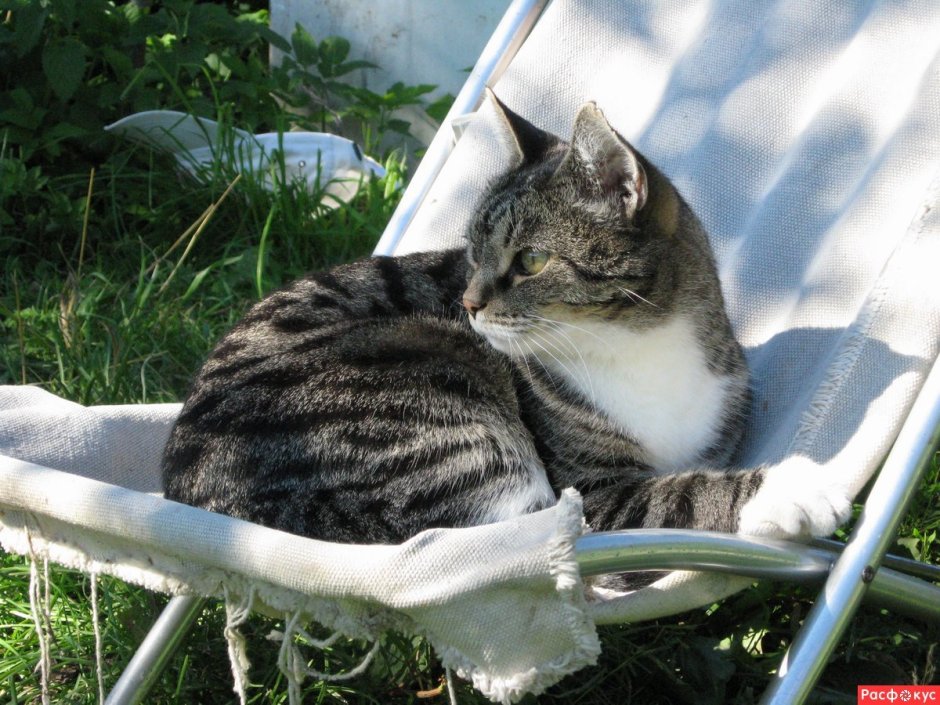 Кубанский Крысолов порода кошек