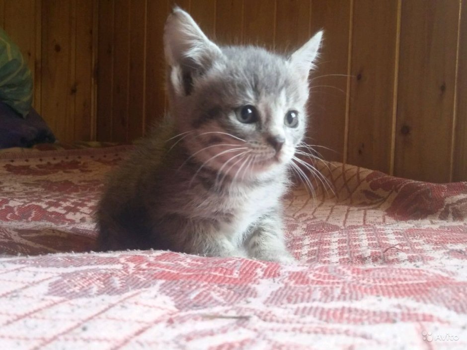 Сибирский Крысолов кот