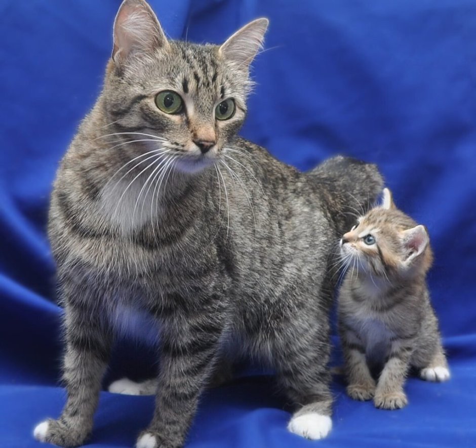 Сибирский Таежный кот