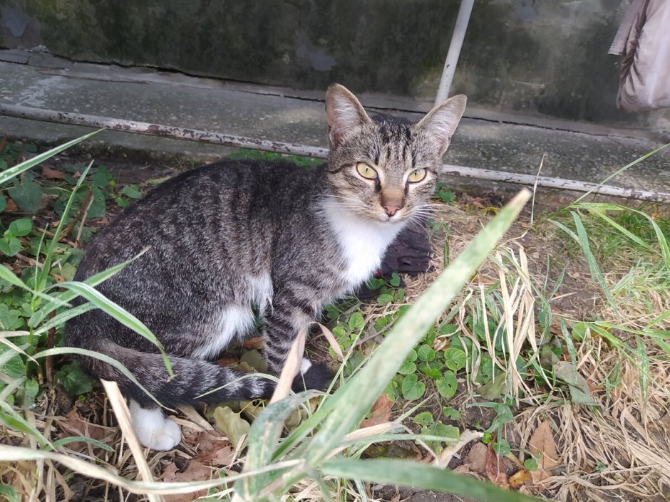 Дворовые Деревенские коты