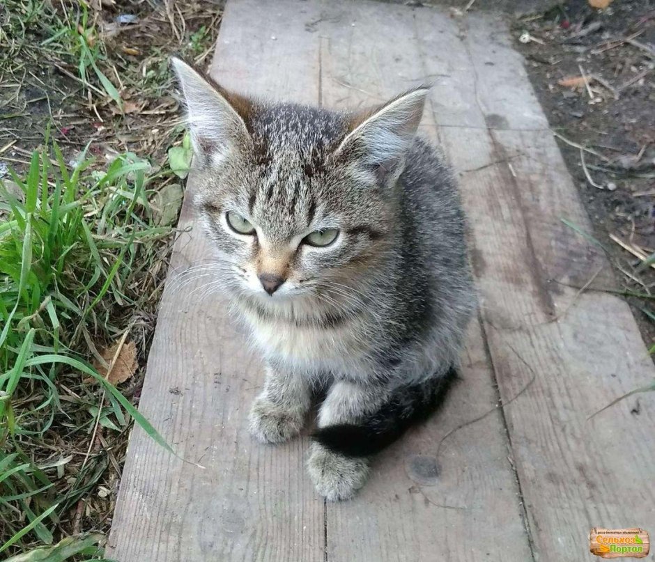 Приманочный домик для мышей