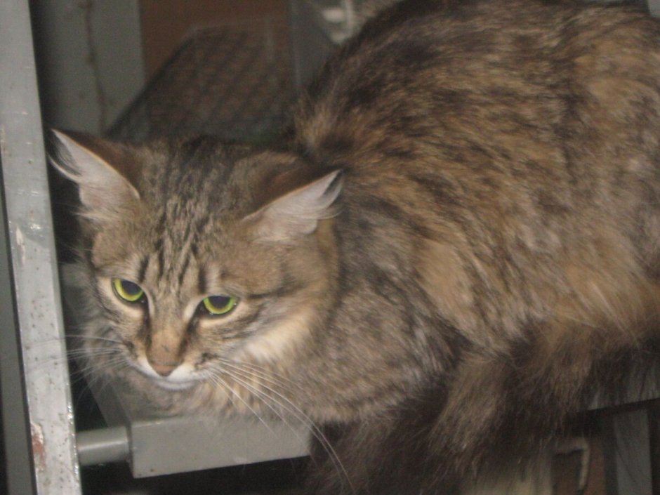 Крысоловка кошка серая