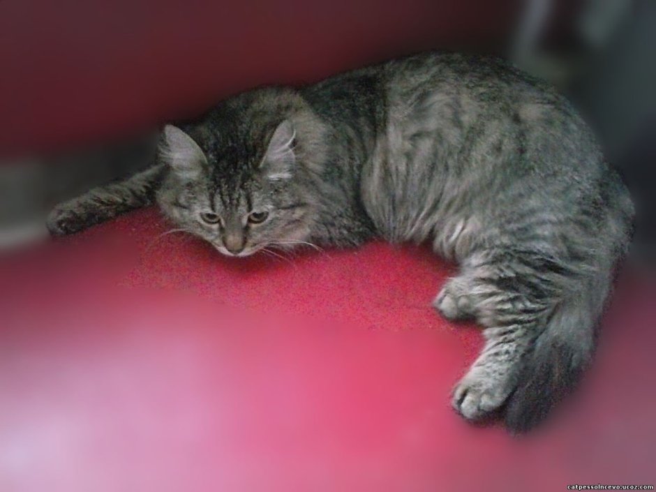 Сибирский Крысолов