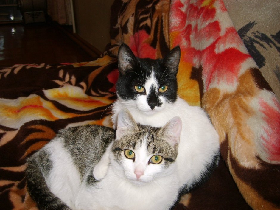 Кот Крысолов порода