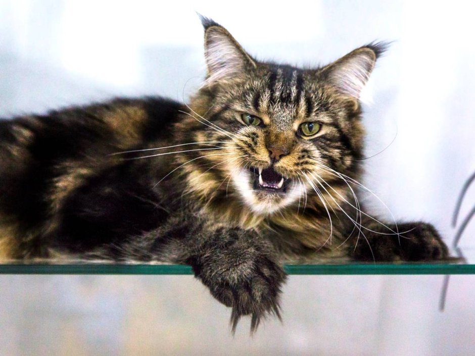 Макрелевый табби рыжий