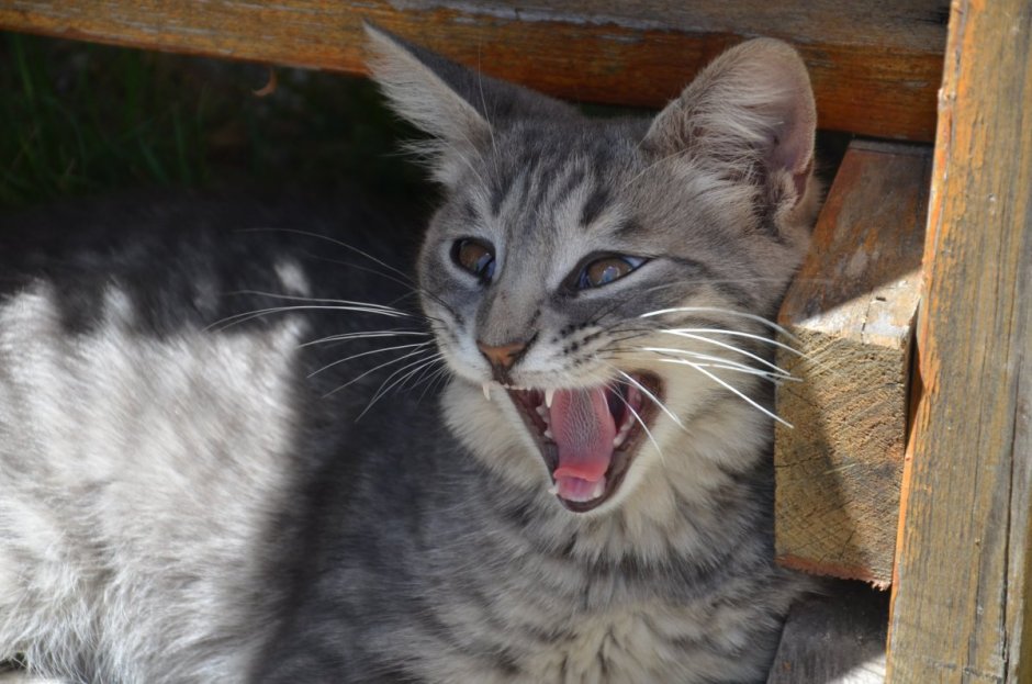 Сибирский Крысолов пушистый