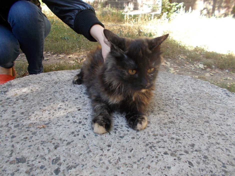 Кот австралийская крысоловка цвет серый