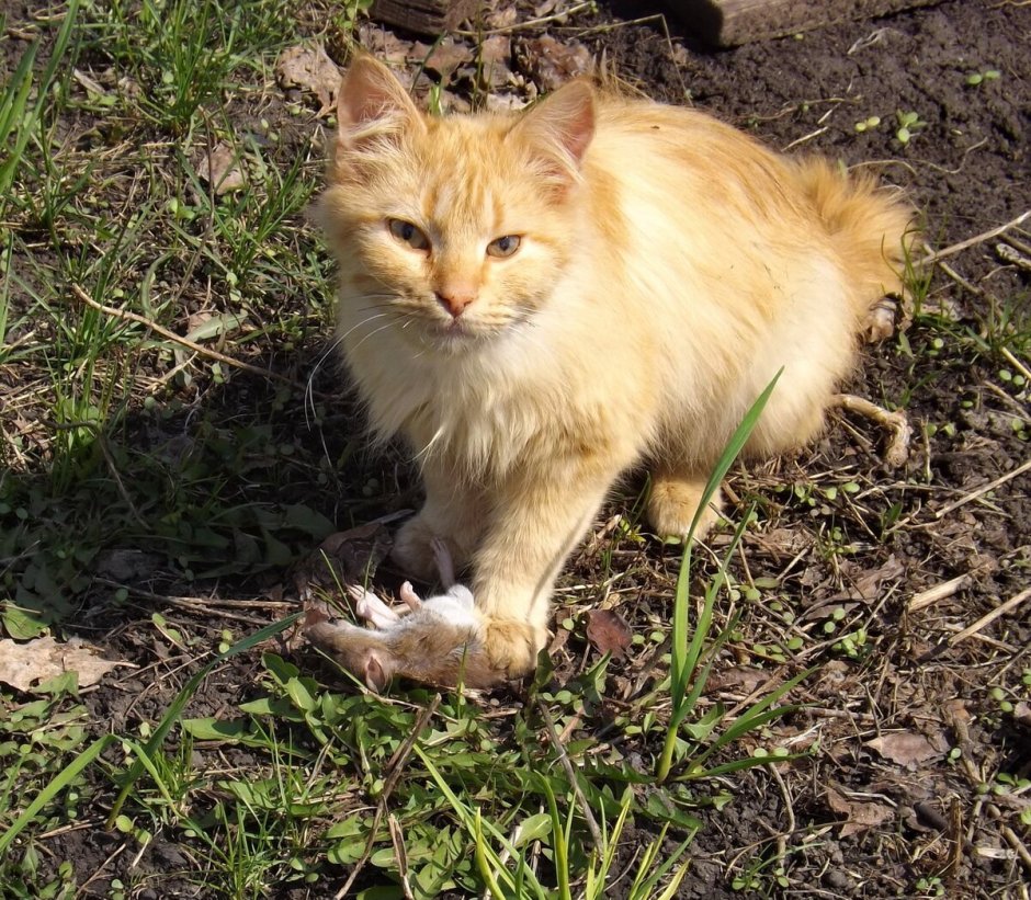 Сибирский Крысолов