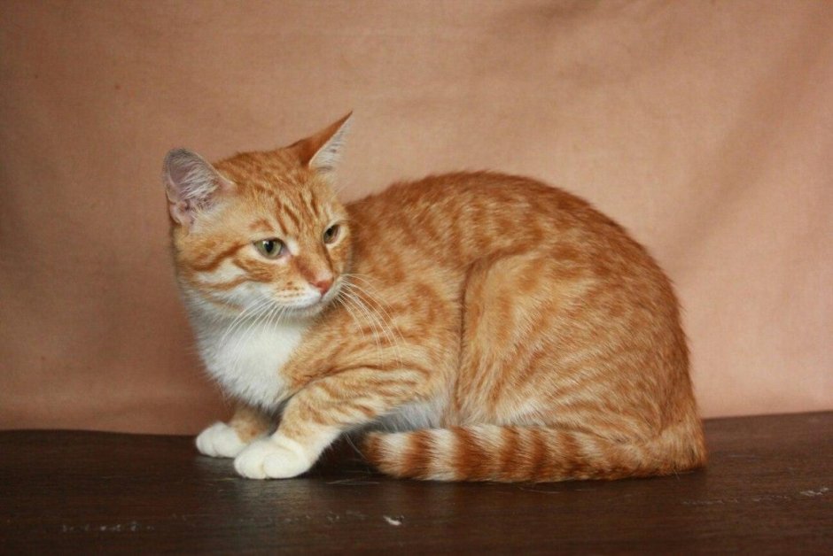 Кошка Донская крысоловка