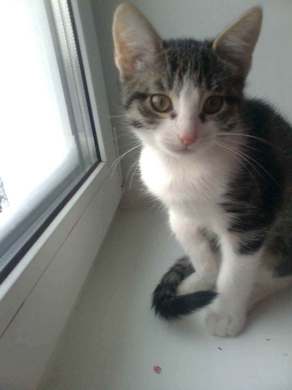 ЛОВУШКА для насекомых 16x16 x18см электрическая арт. Cmsa0011