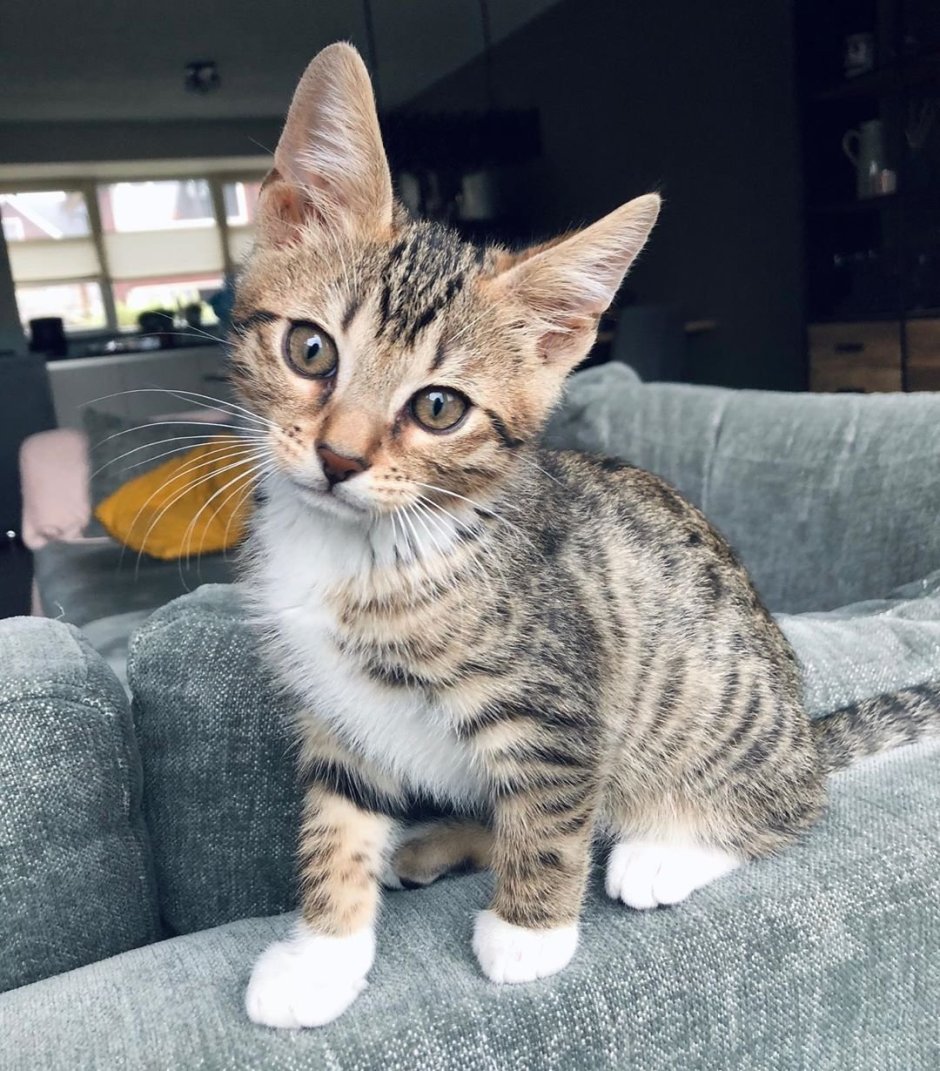 Сибирский Крысолов кошка