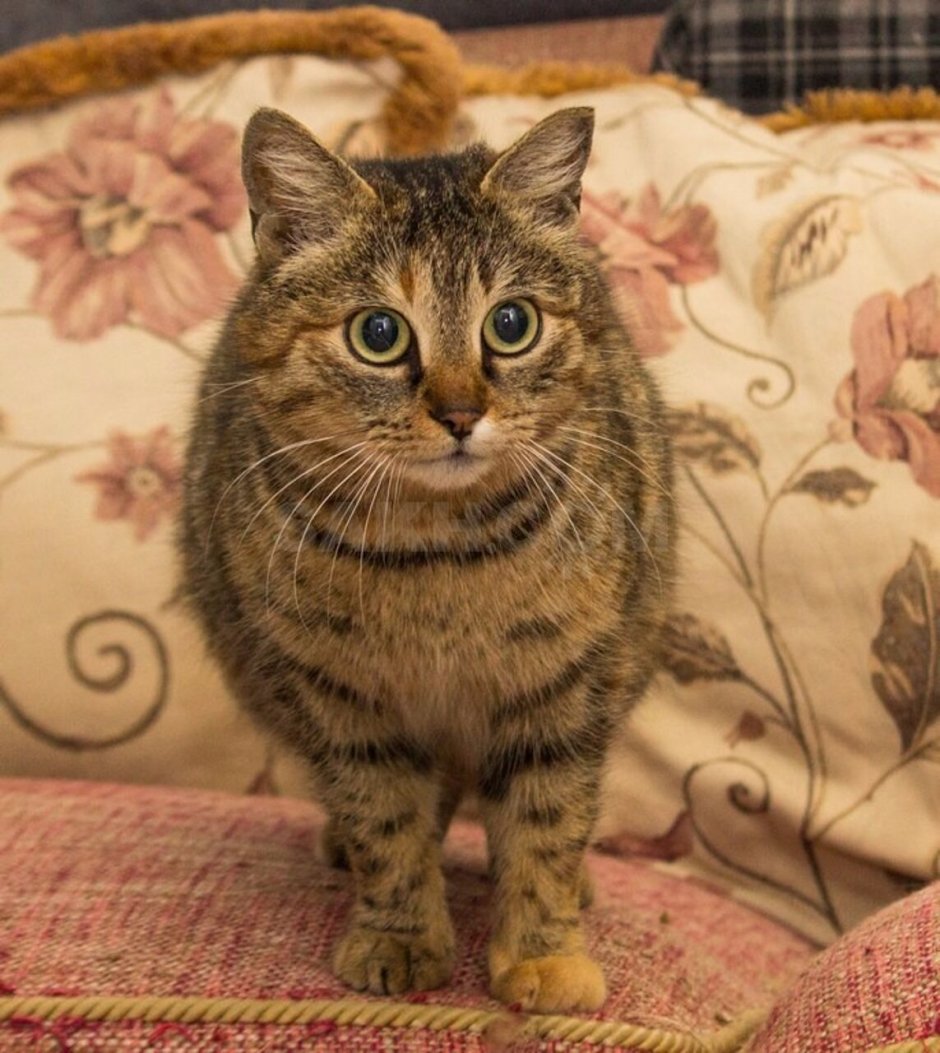 Сибирская крысоловка кошка черная