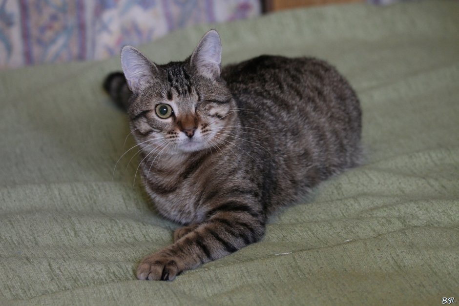 Кошка крысоловка трехцветная