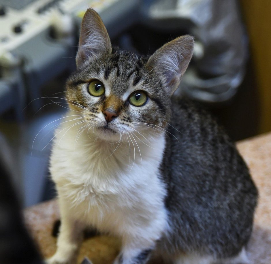 Мейн кун гладкошерстный