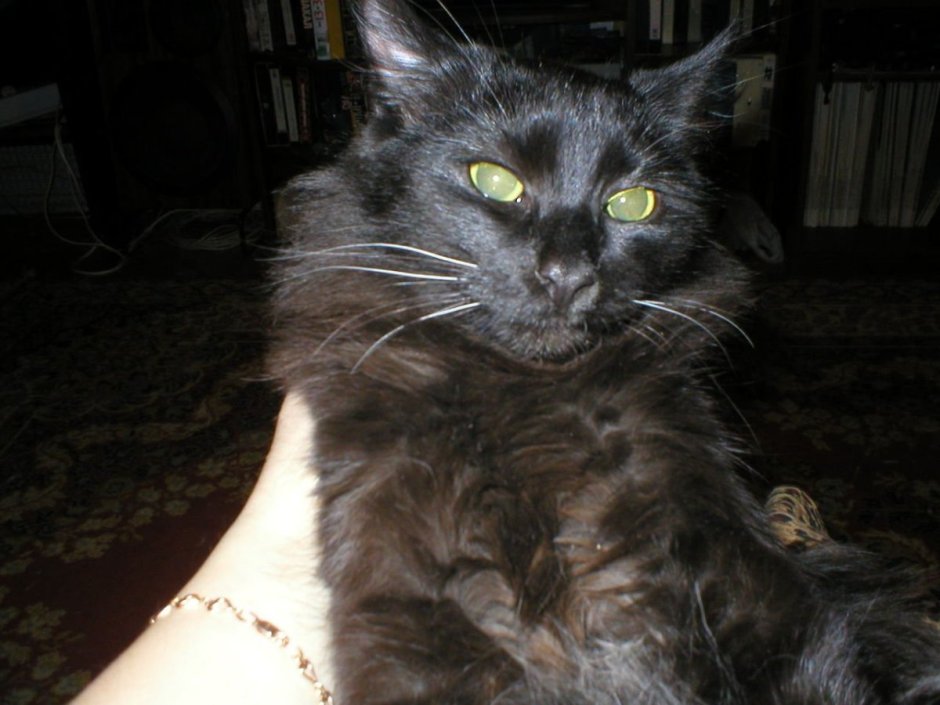 Сибирская полосатая кошка гладкошерстная