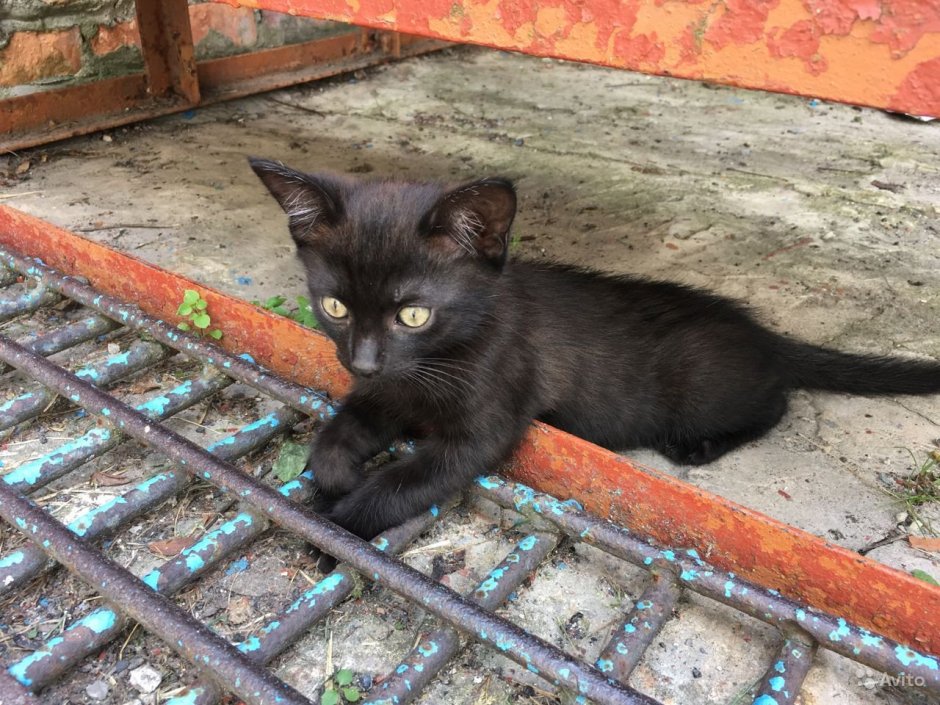 Клетка кошколовка ЛОВУШКА складная