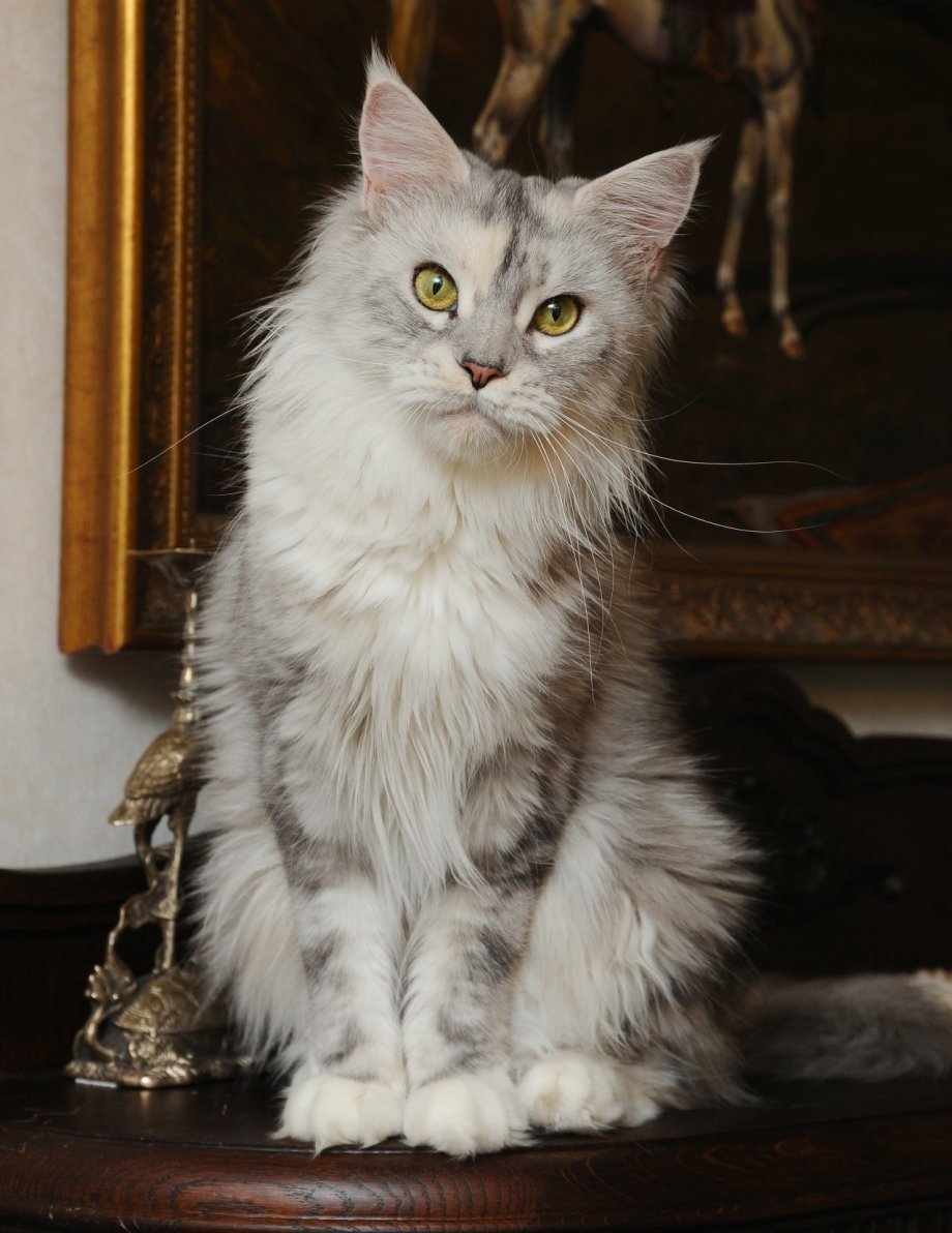 Котята Мейн-кун много