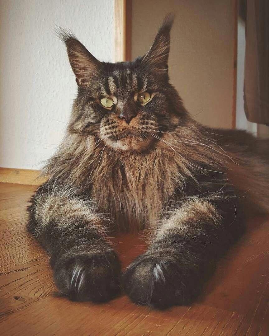 Вислоухий Мейн кун