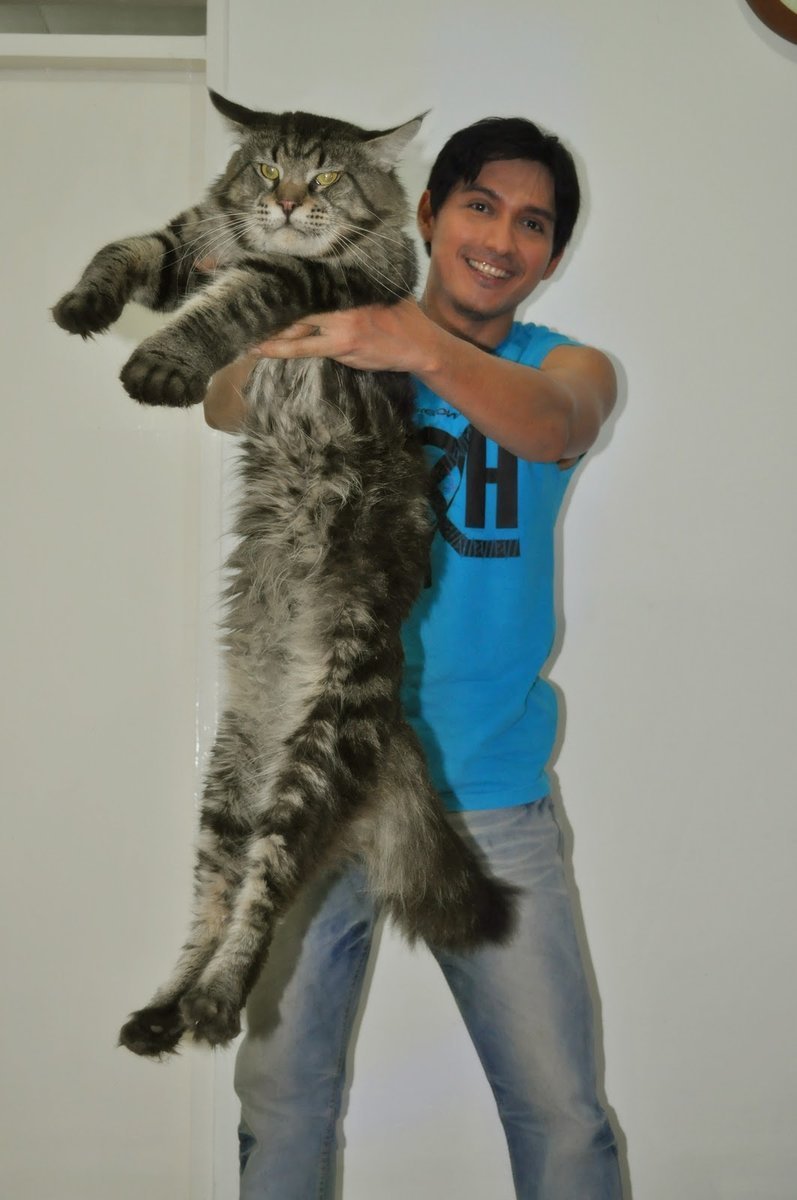 Сибирский вислоухий кот