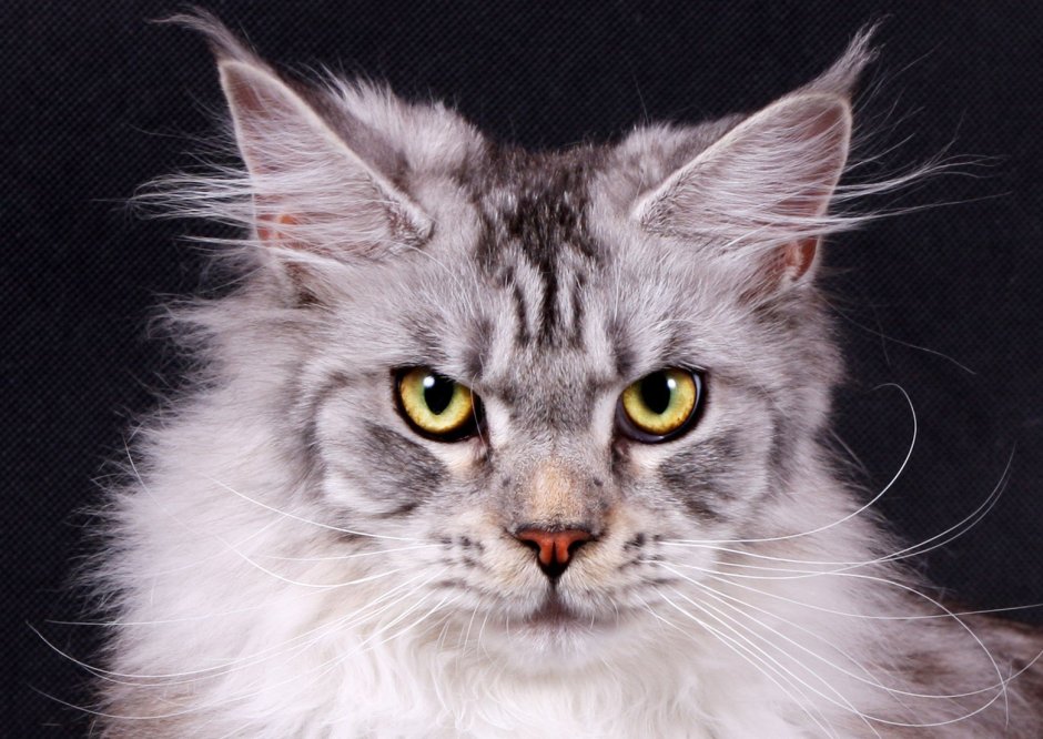 Вислоухий Мейн кун