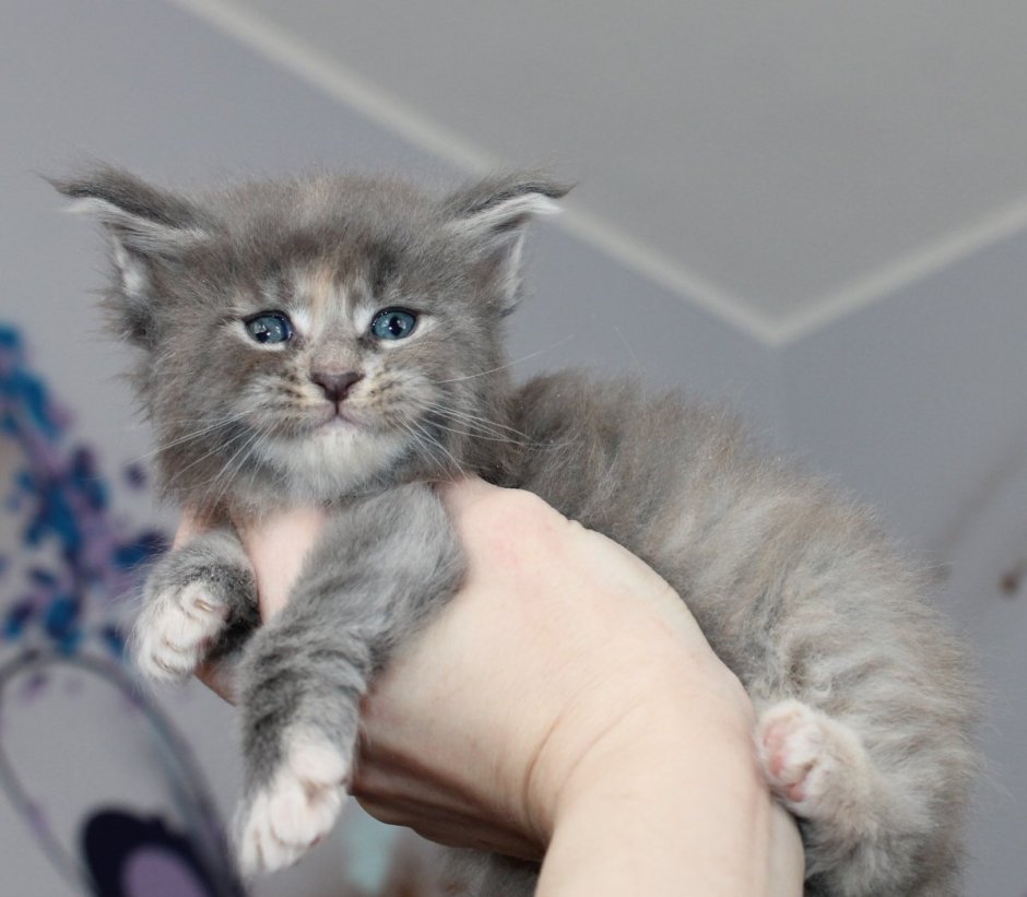 Метис Мейн куна