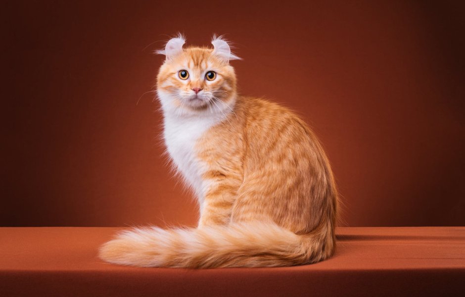 Метис Мейн куна и шотландской вислоухой