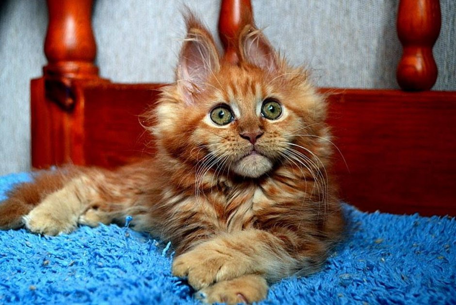 Шотландская трехцветная кошка