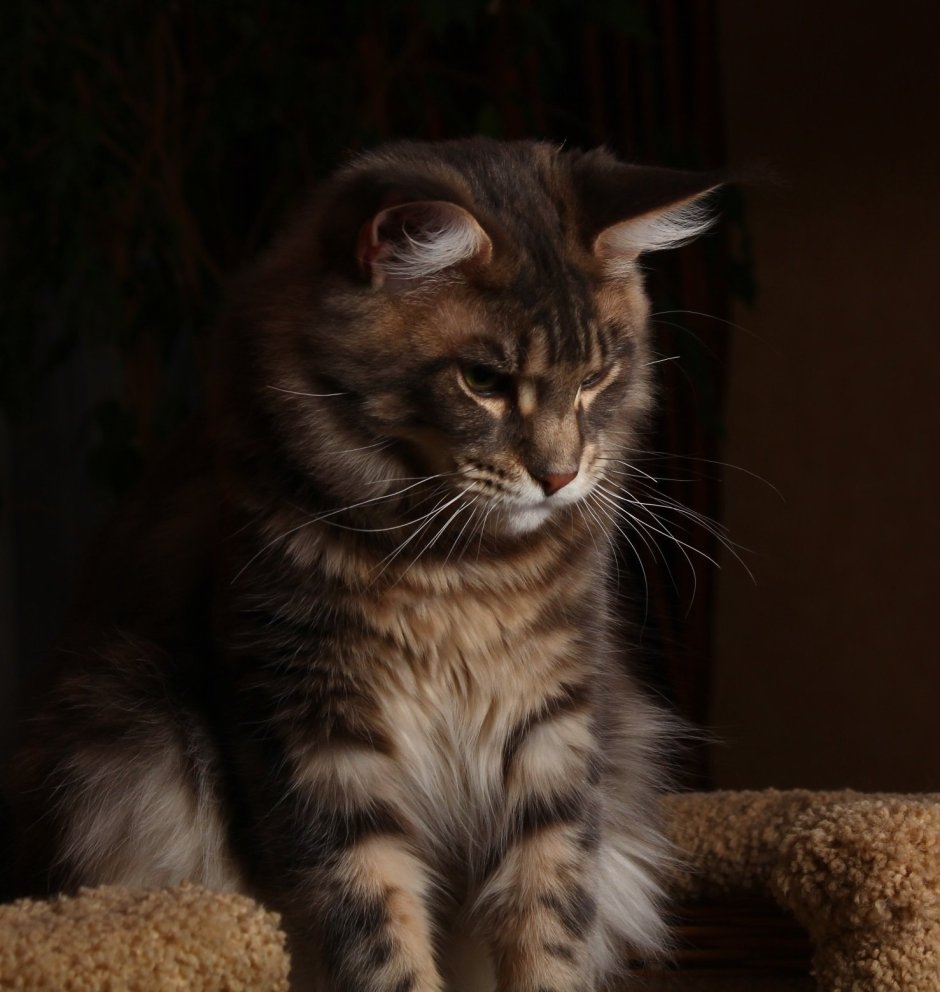 Шотландский Мейн кун