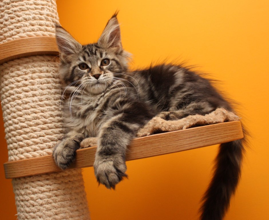 Каракал Шлепа