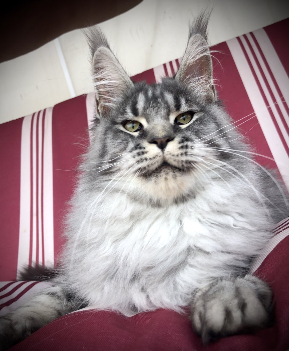 Шестипалый Мейн кун