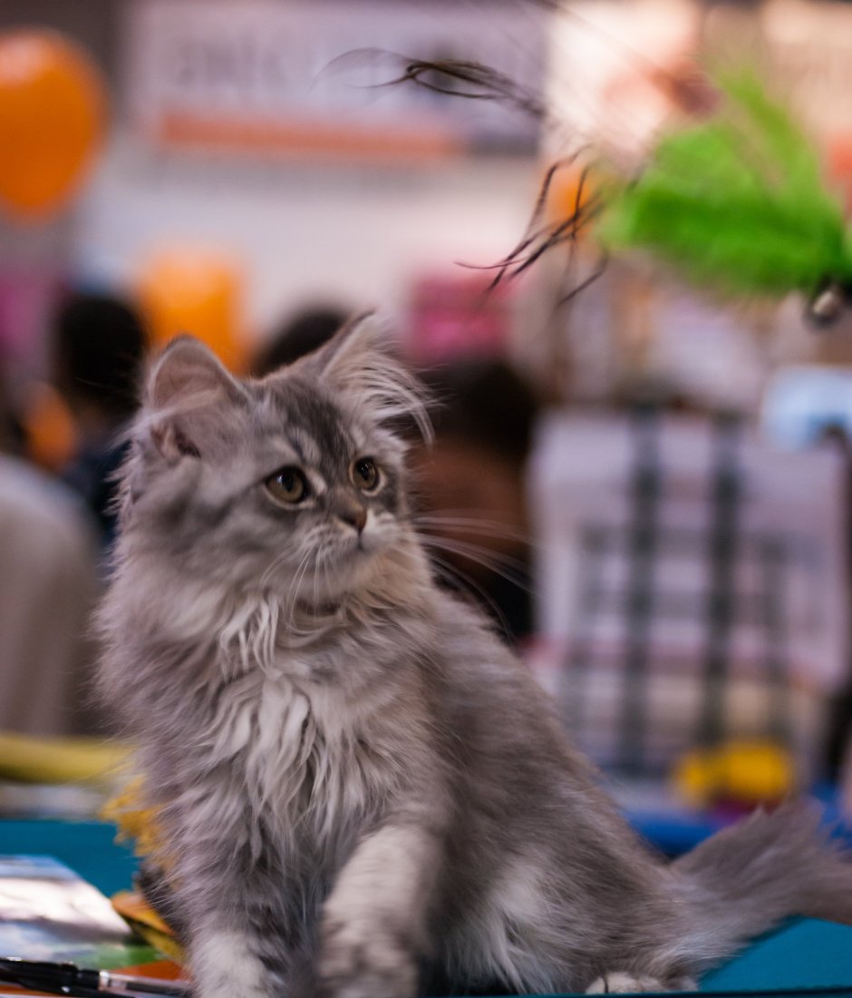 Мейн кун кефир Юлия Минина