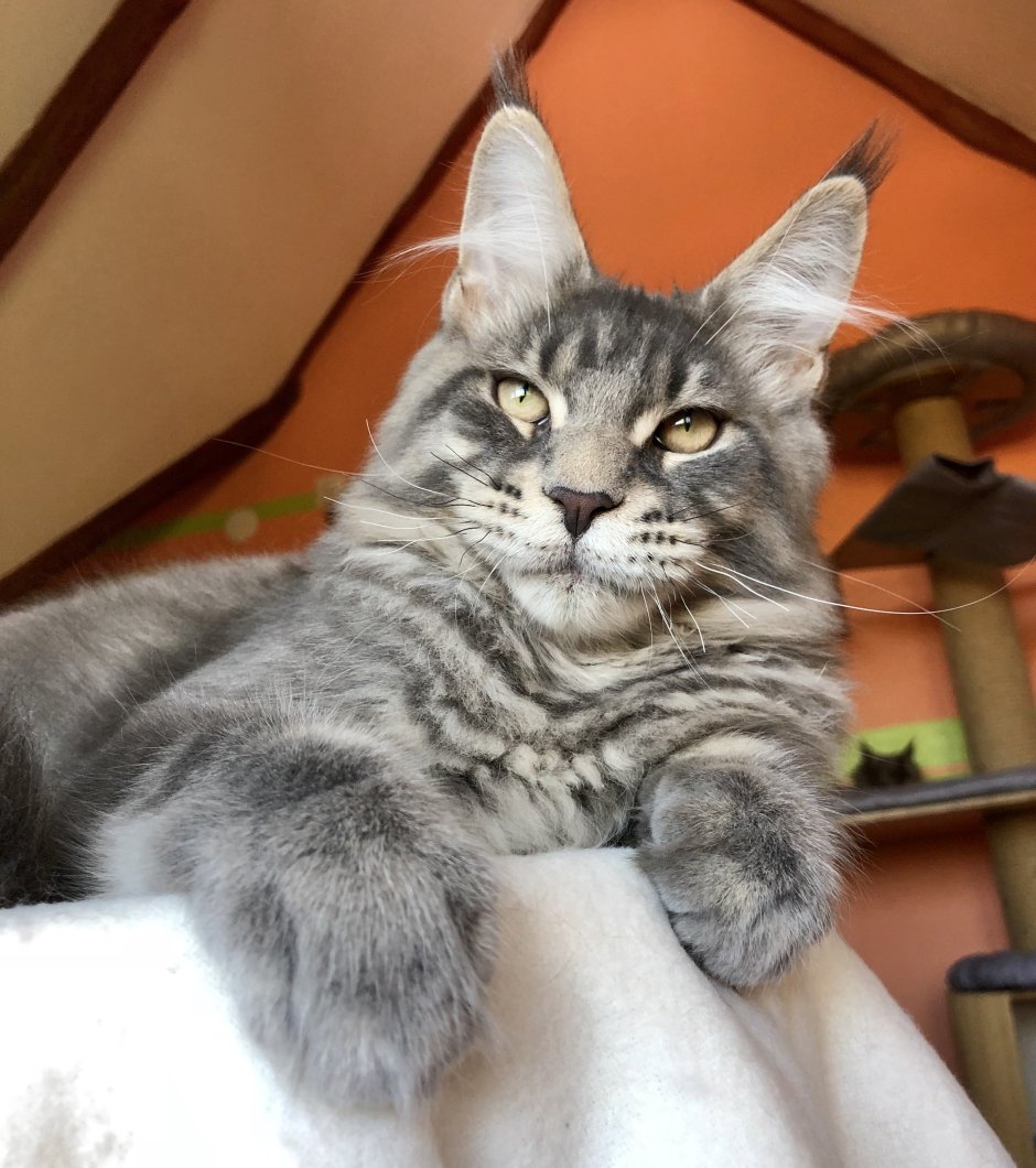 Шотландский Мейн кун