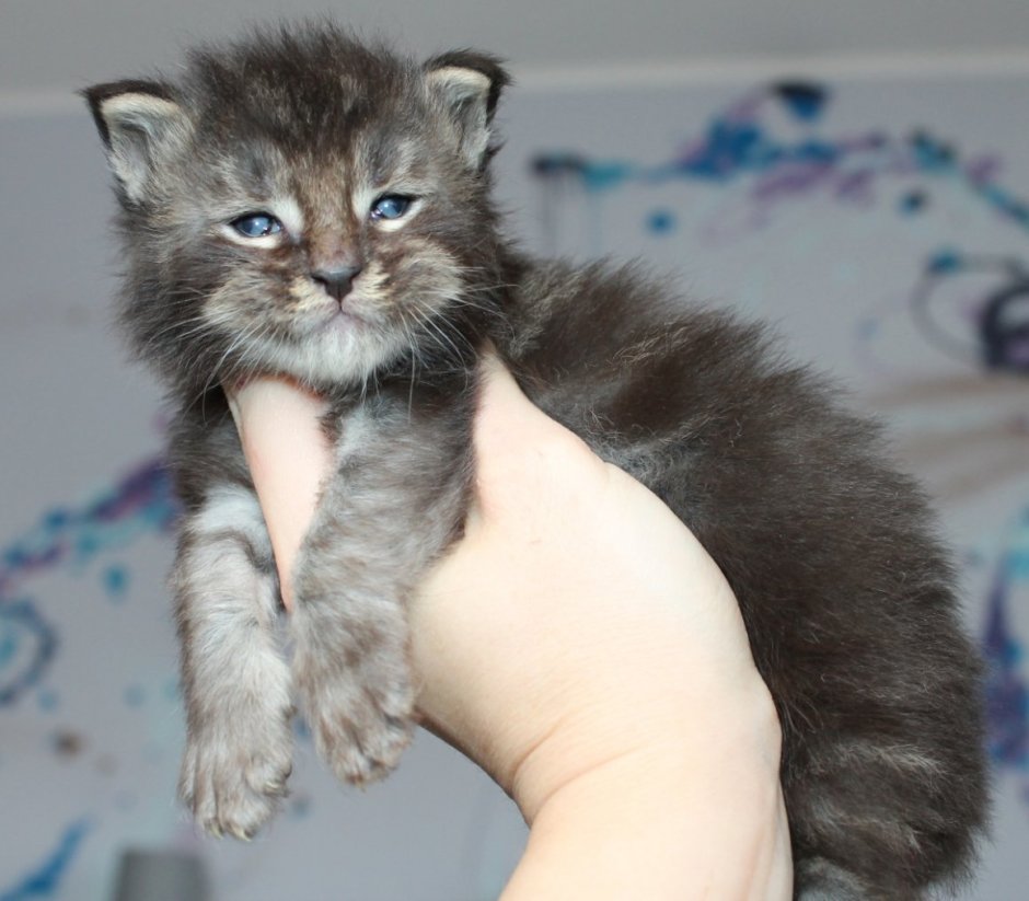 Кот кефир Мейн кун