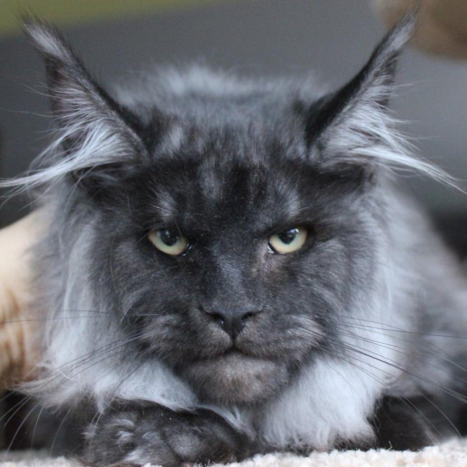 Метис Мейн куна