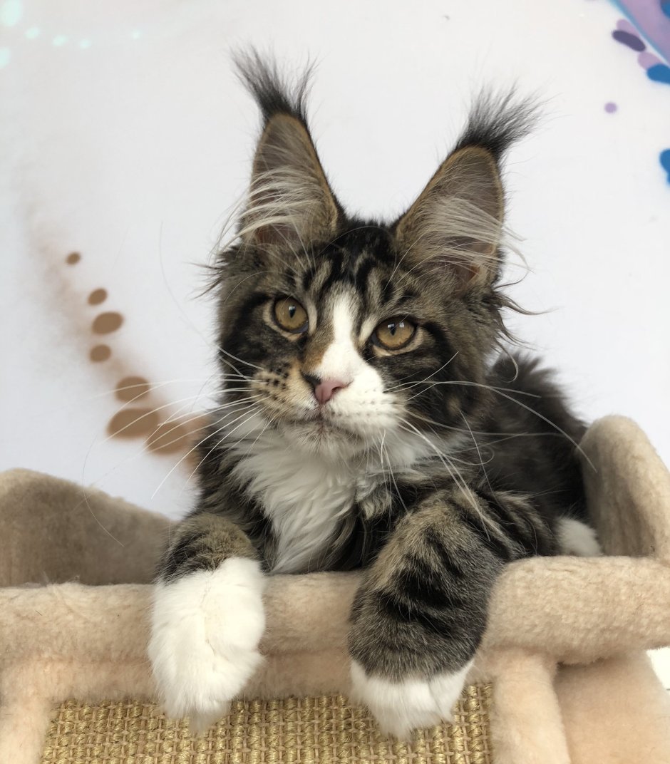 Вислоухий Мейн кун