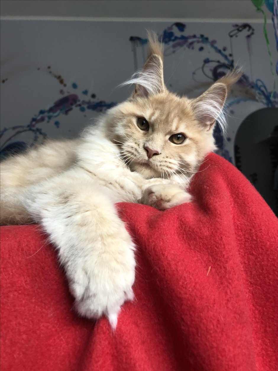 Мейн куны и обычные коты