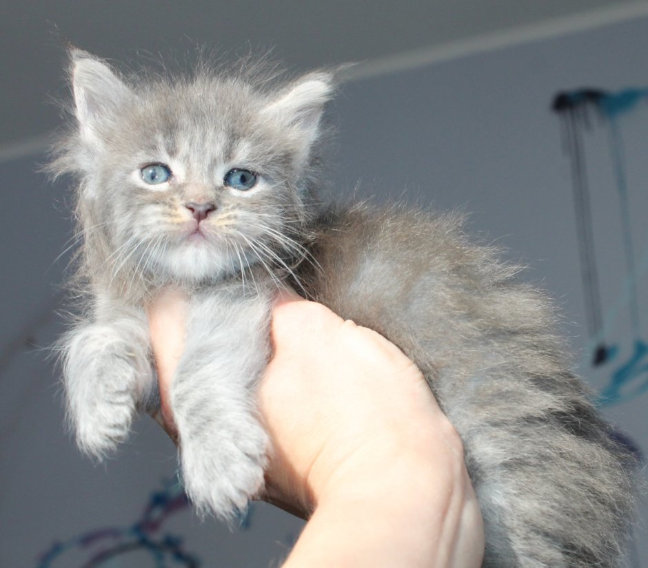 Рыжий кот Мейн кун