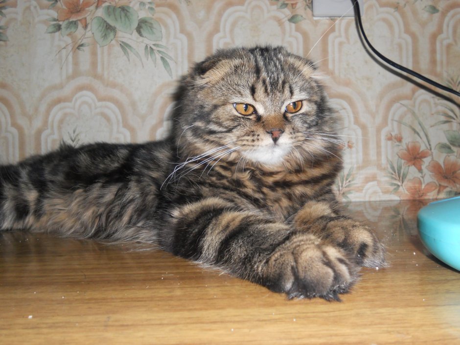 Большой рыжий кот Мейн кун