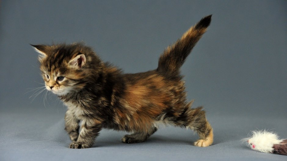 Саванна и Мейн кун