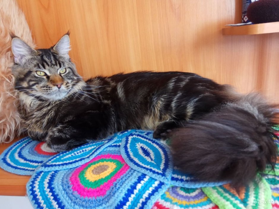 Мейн кун самец