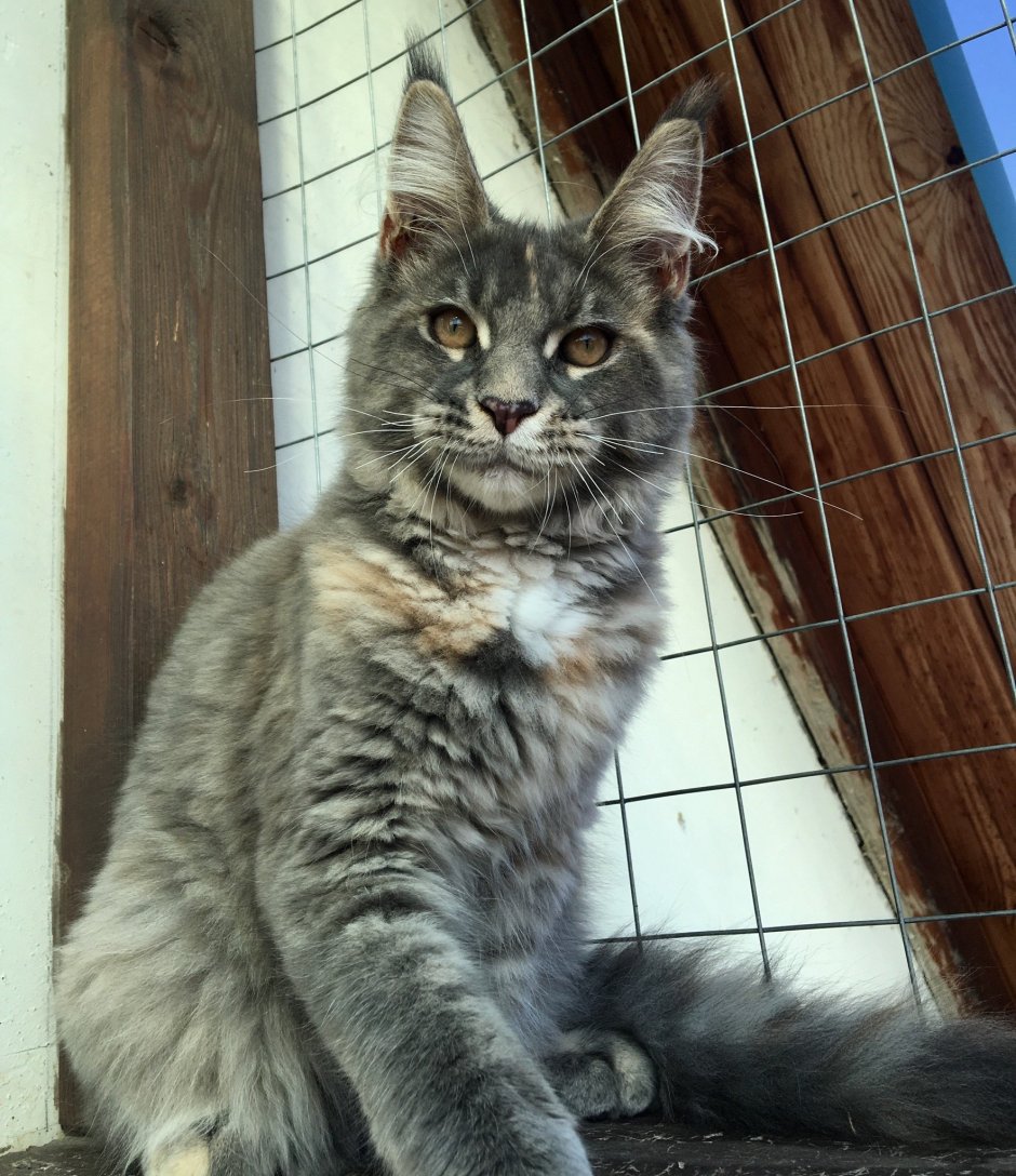 Мейн кун и Ориентал