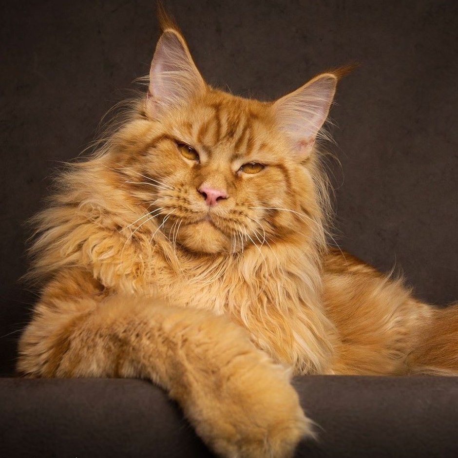 Кот оборотень Мейн кун