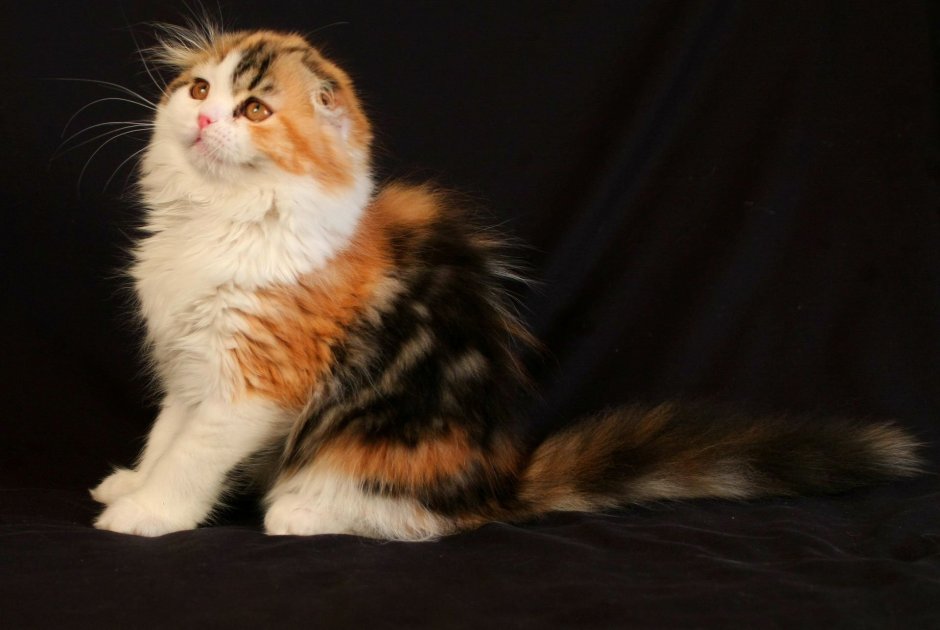 Шотландская вислоухая кошка