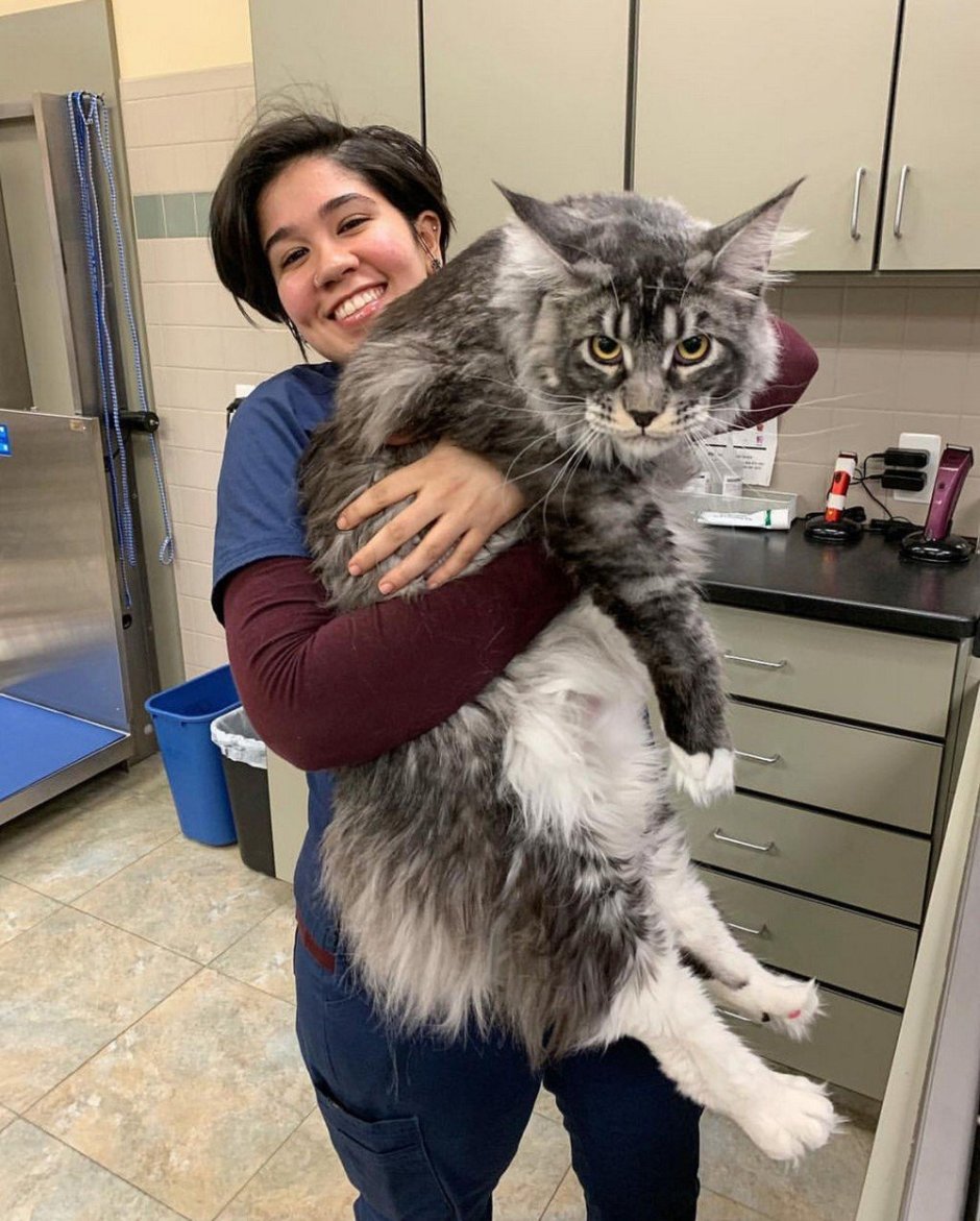 Рэгдолл и Мейн кун