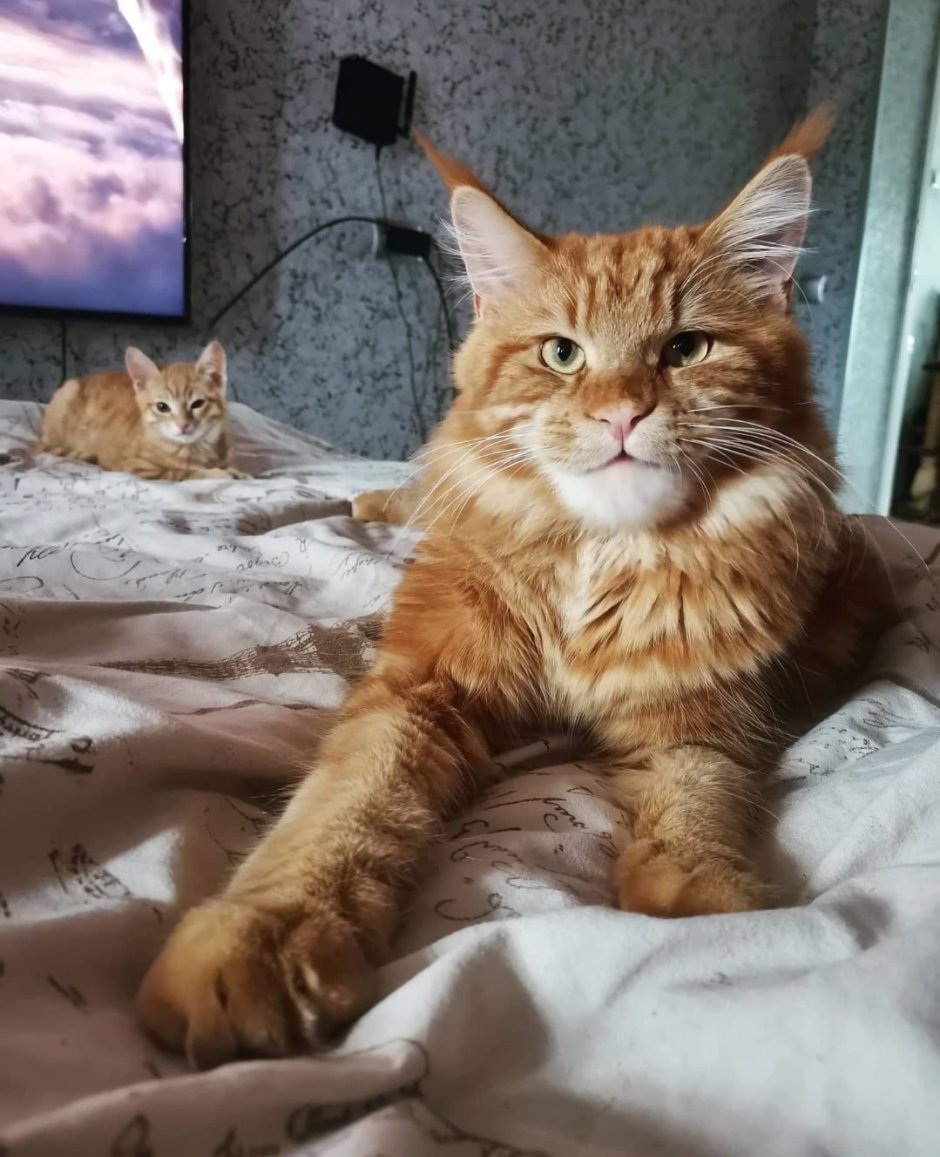 Мейн кун и собака