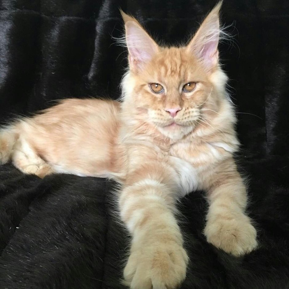 Порода Мейн кун Мейн кун