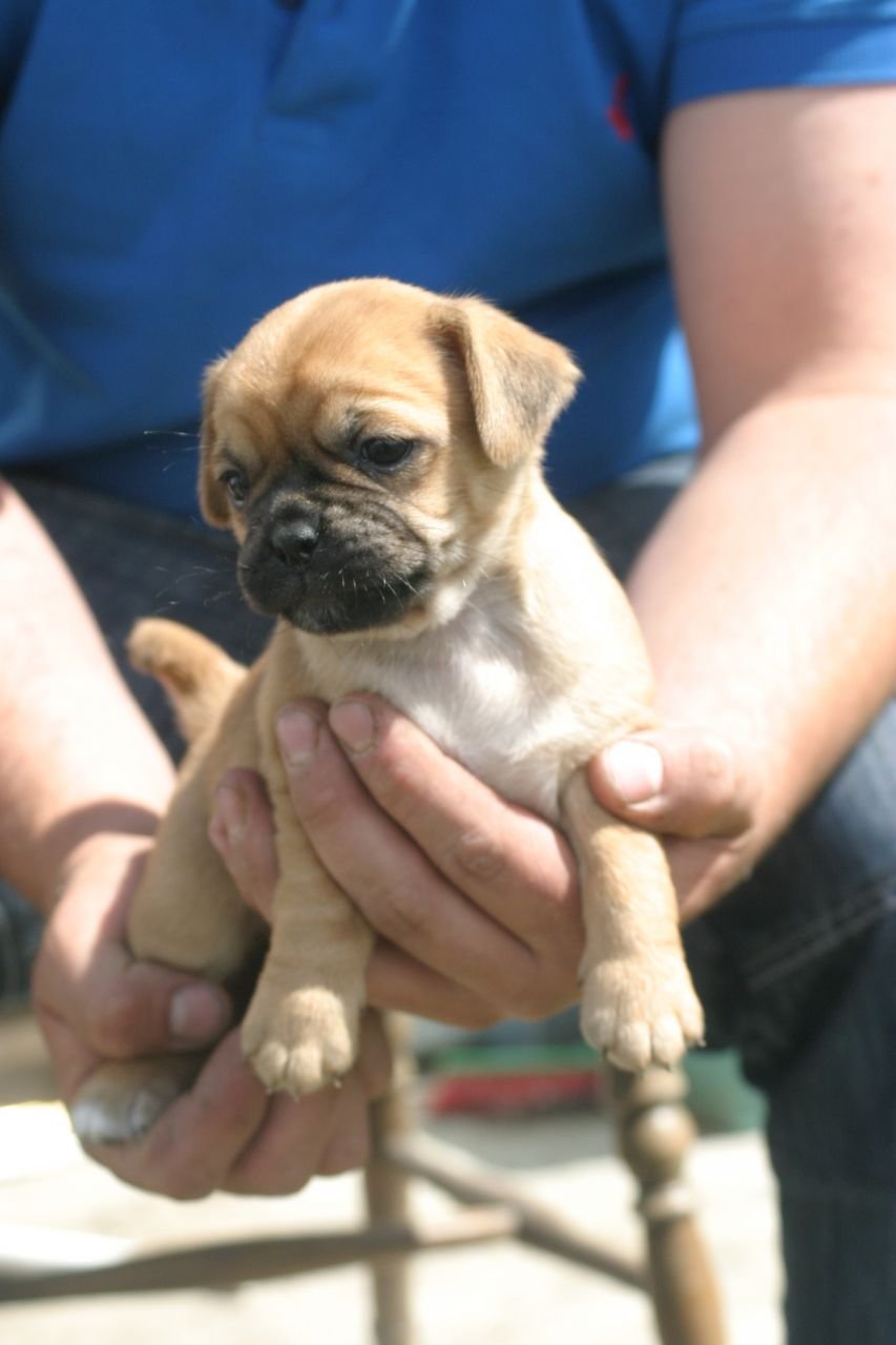 Кинг Чарльз спаниель Пекинес