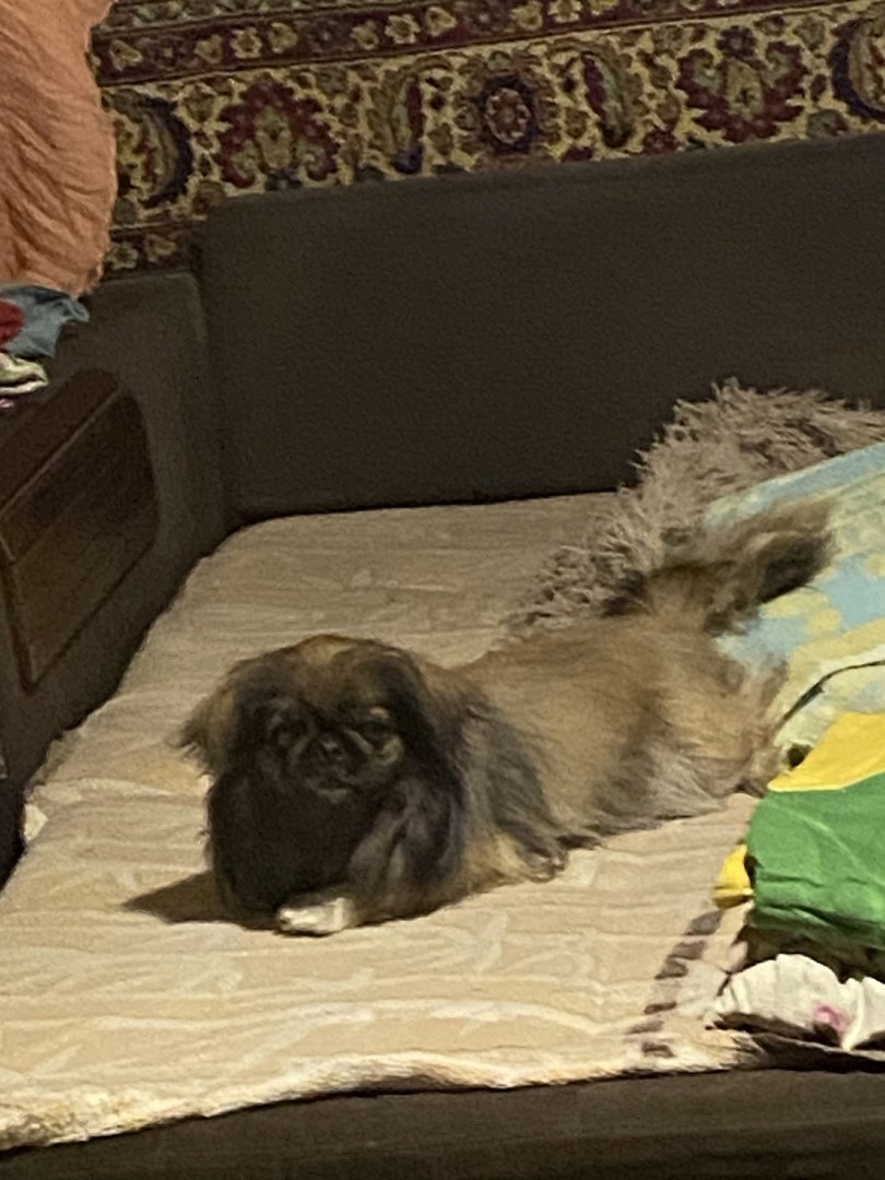 Пекинес Джек Рассел